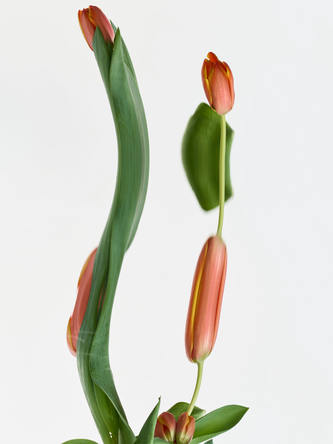Qiu Yang, Flower Series