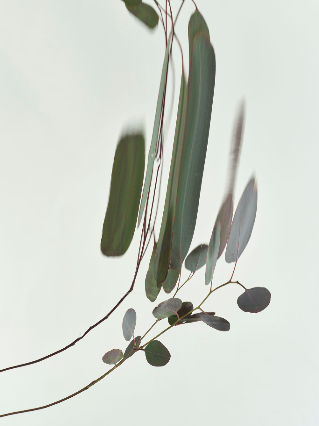 Qiu Yang, Flower Series