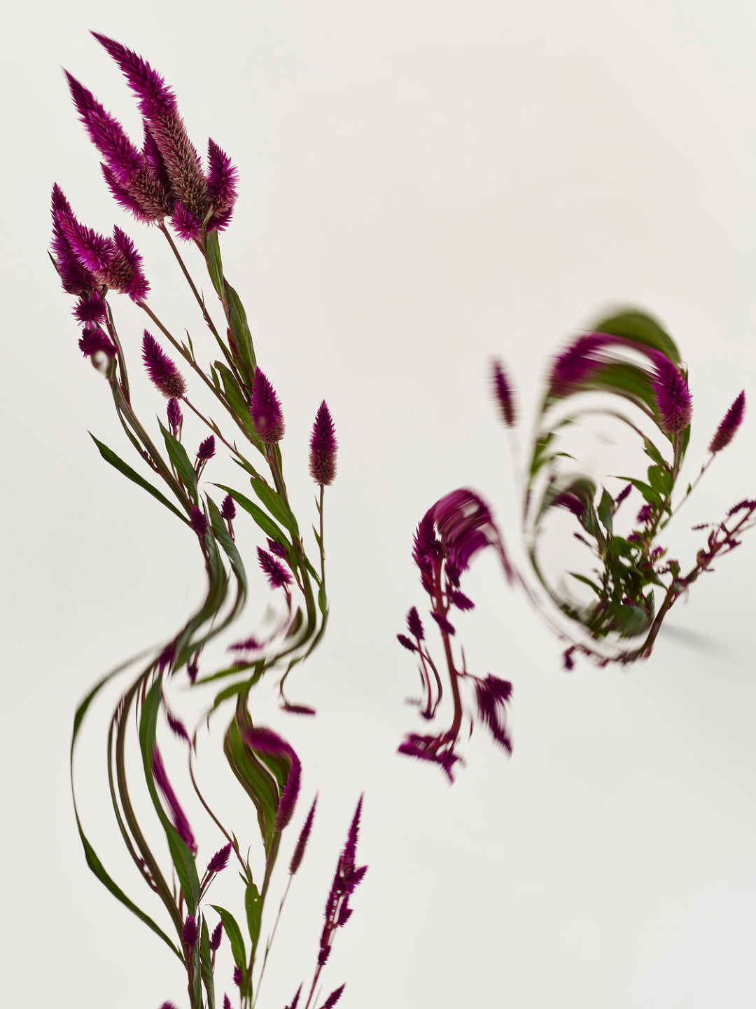 Qiu Yang, Flower Series