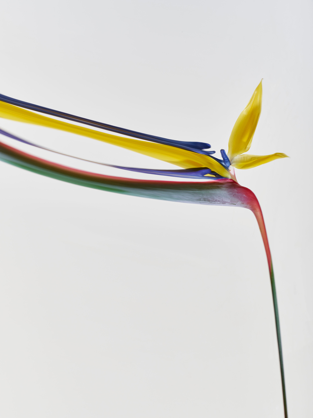 Qiu Yang, Flower Series