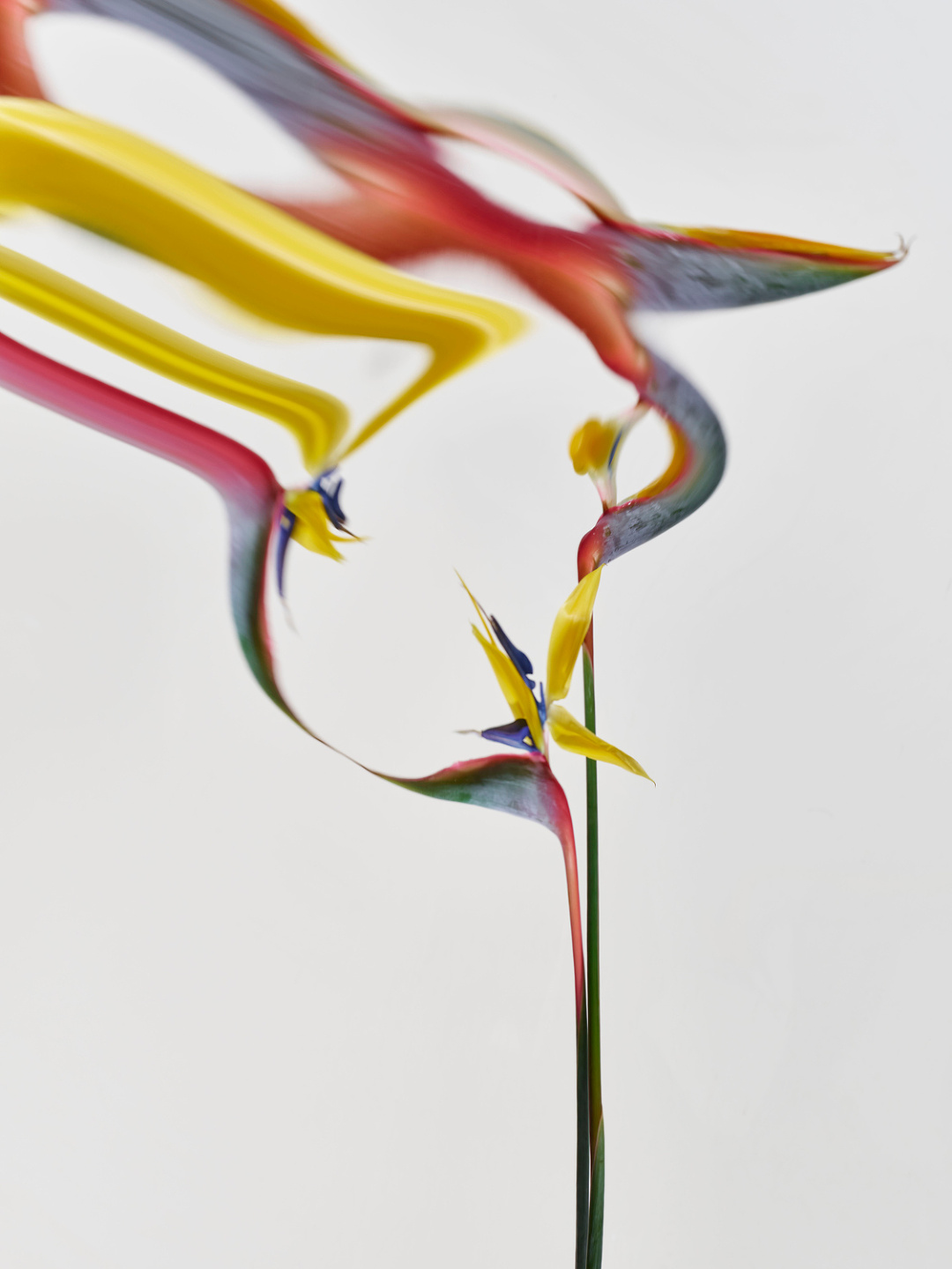Qiu Yang, Flower Series