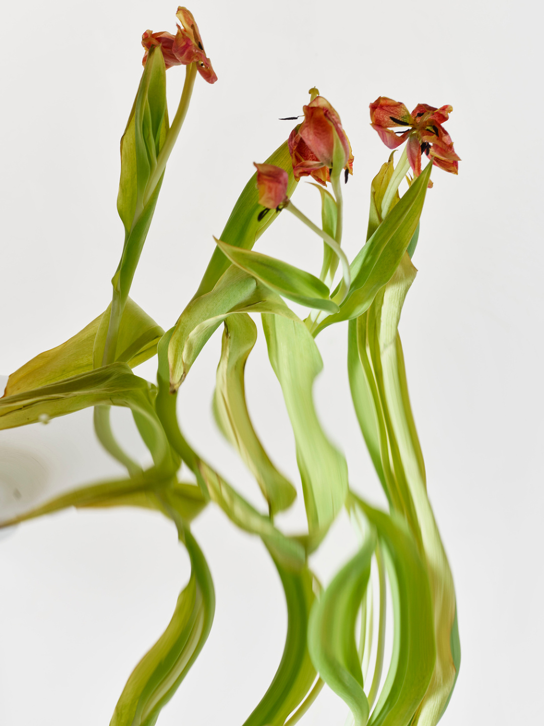 Qiu Yang, Flower Series