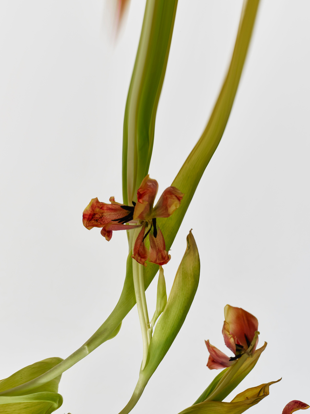 Qiu Yang, Flower Series