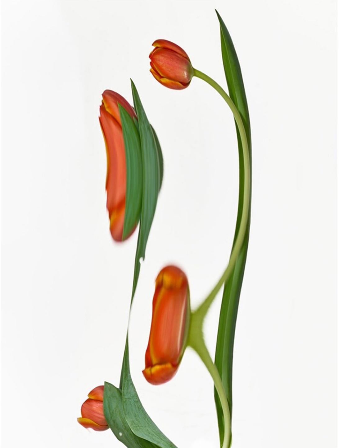 Qiu Yang, Flower Series