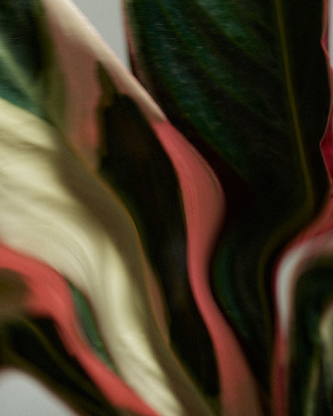 Qiu Yang, Bloom Series