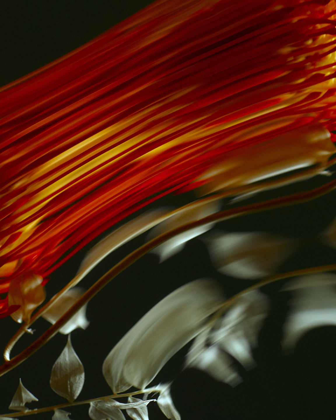 Qiu Yang, Bloom Series