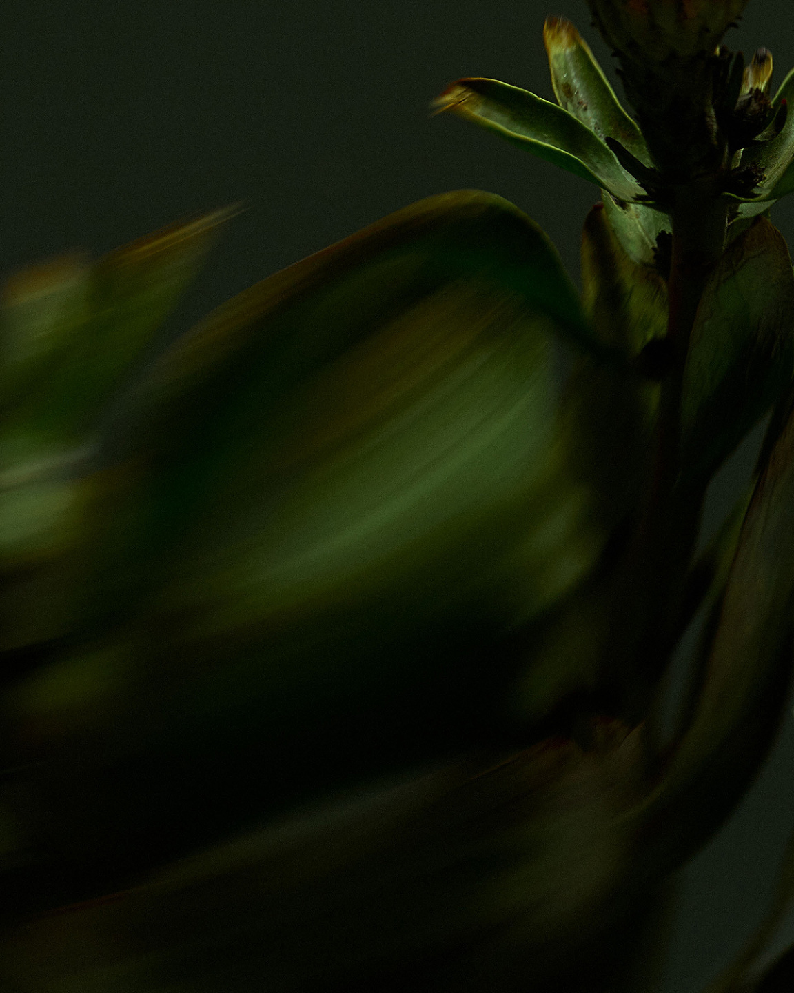 Qiu Yang, Bloom Series