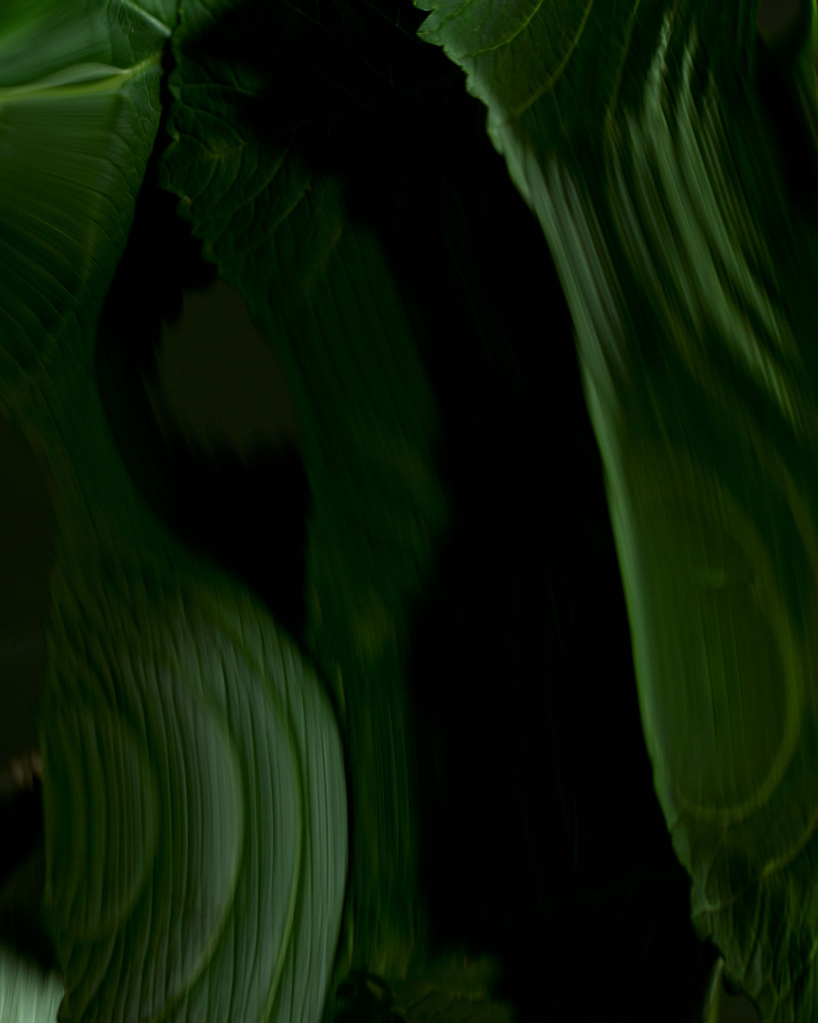 Qiu Yang, Bloom Series