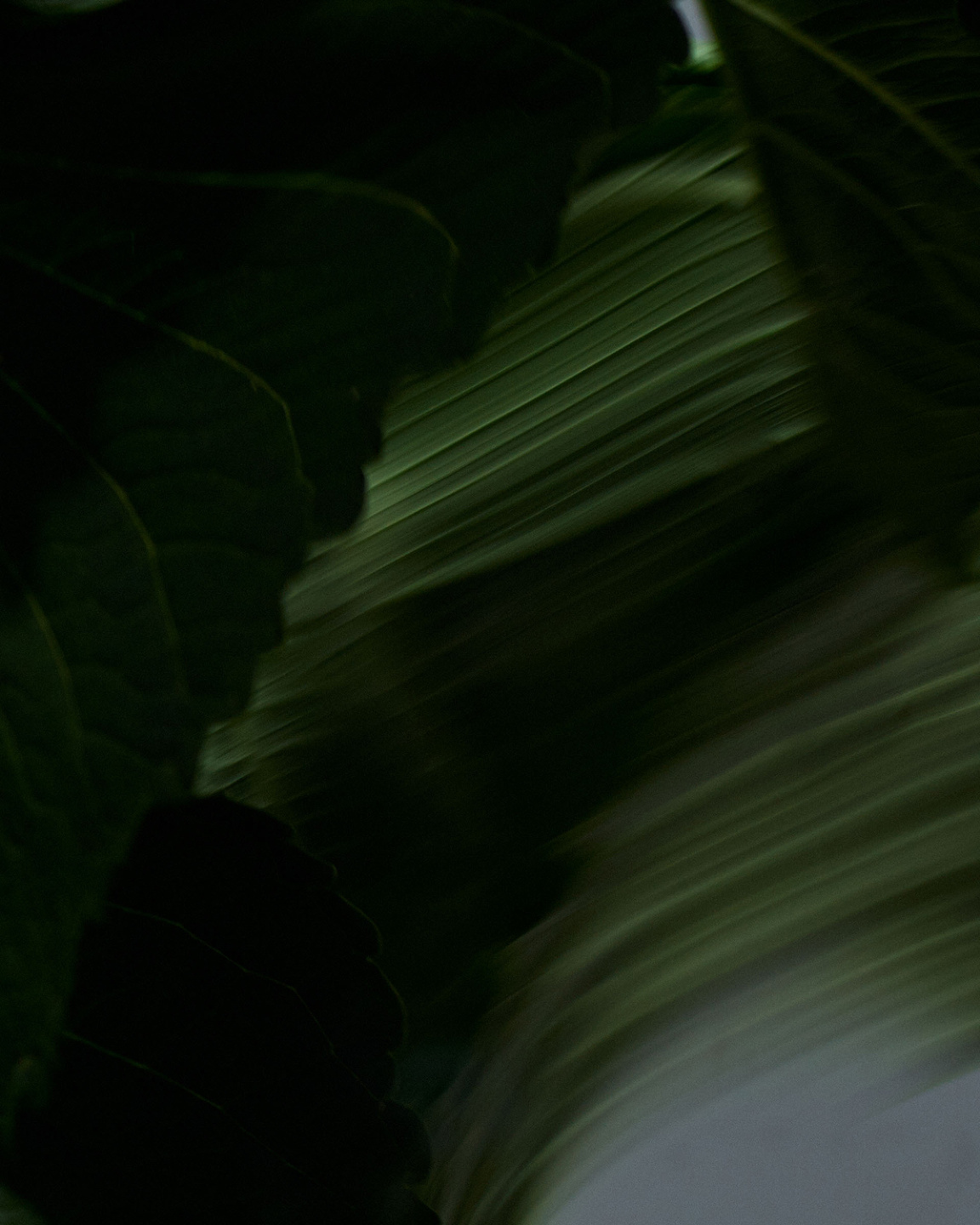 Qiu Yang, Bloom Series