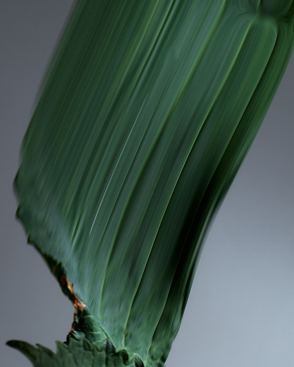 Qiu Yang, Bloom Series