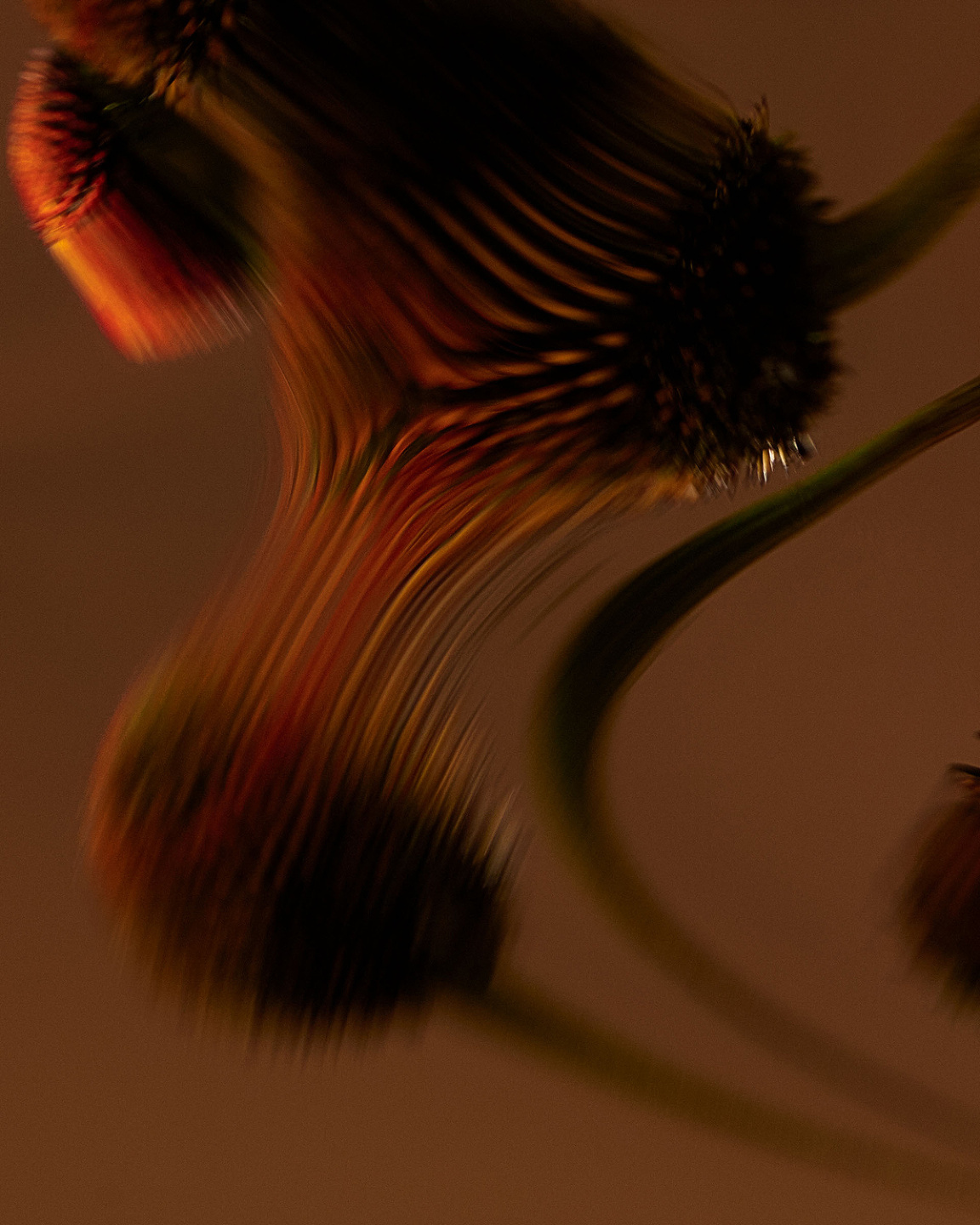 Qiu Yang, Bloom Series