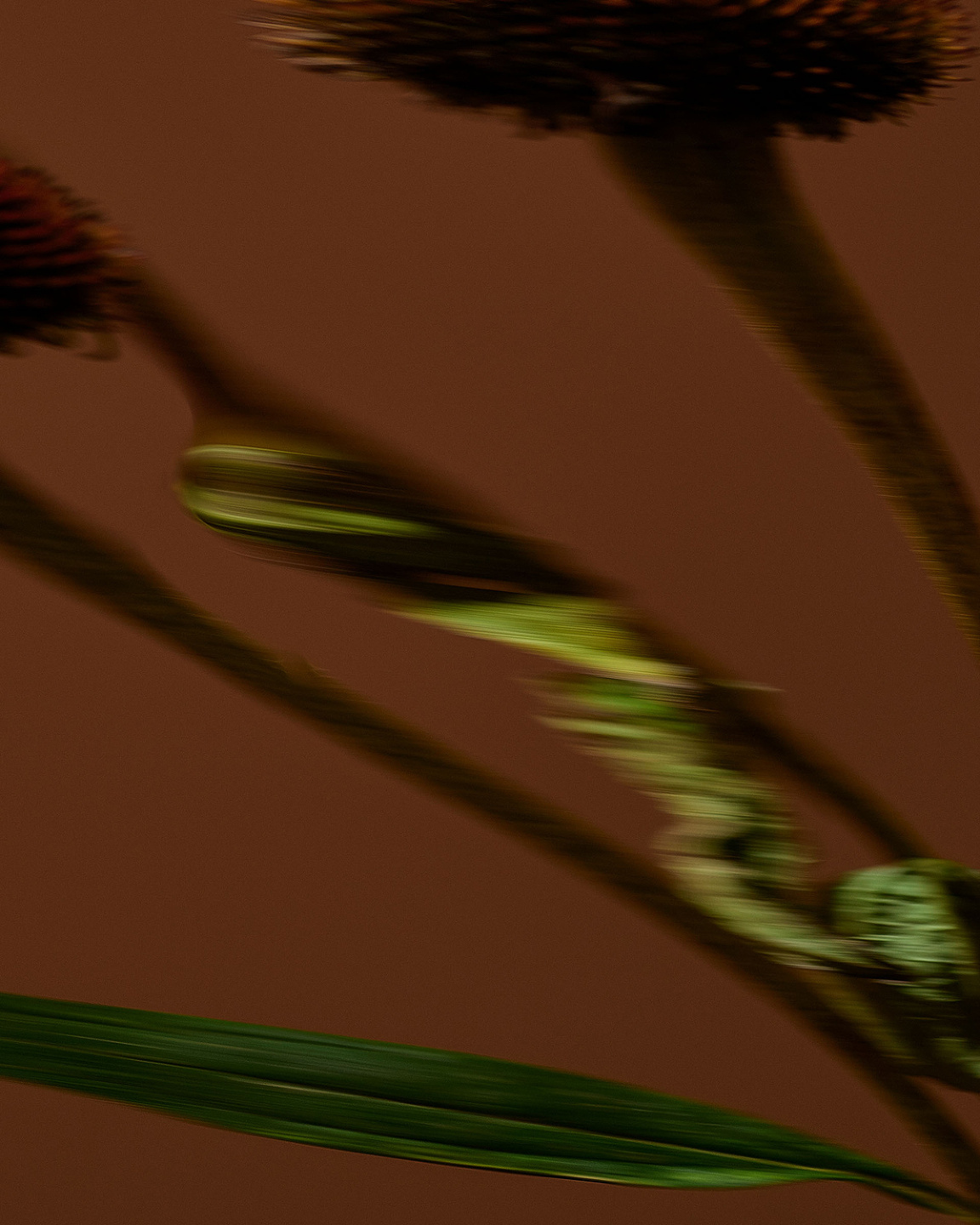 Qiu Yang, Bloom Series