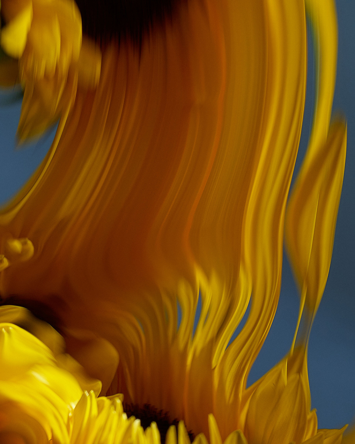 Qiu Yang, Bloom Series