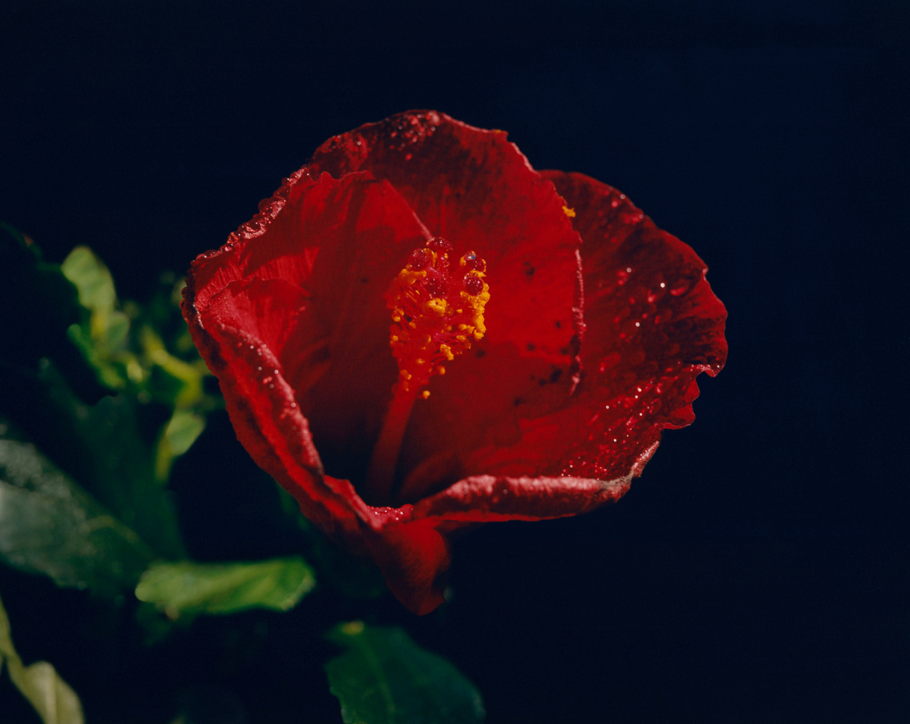 Samuel Bradley for Jo Malone London, Blossom