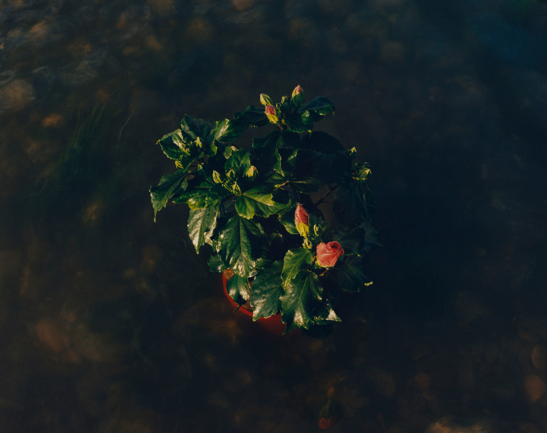 Samuel Bradley for Jo Malone London, Blossom