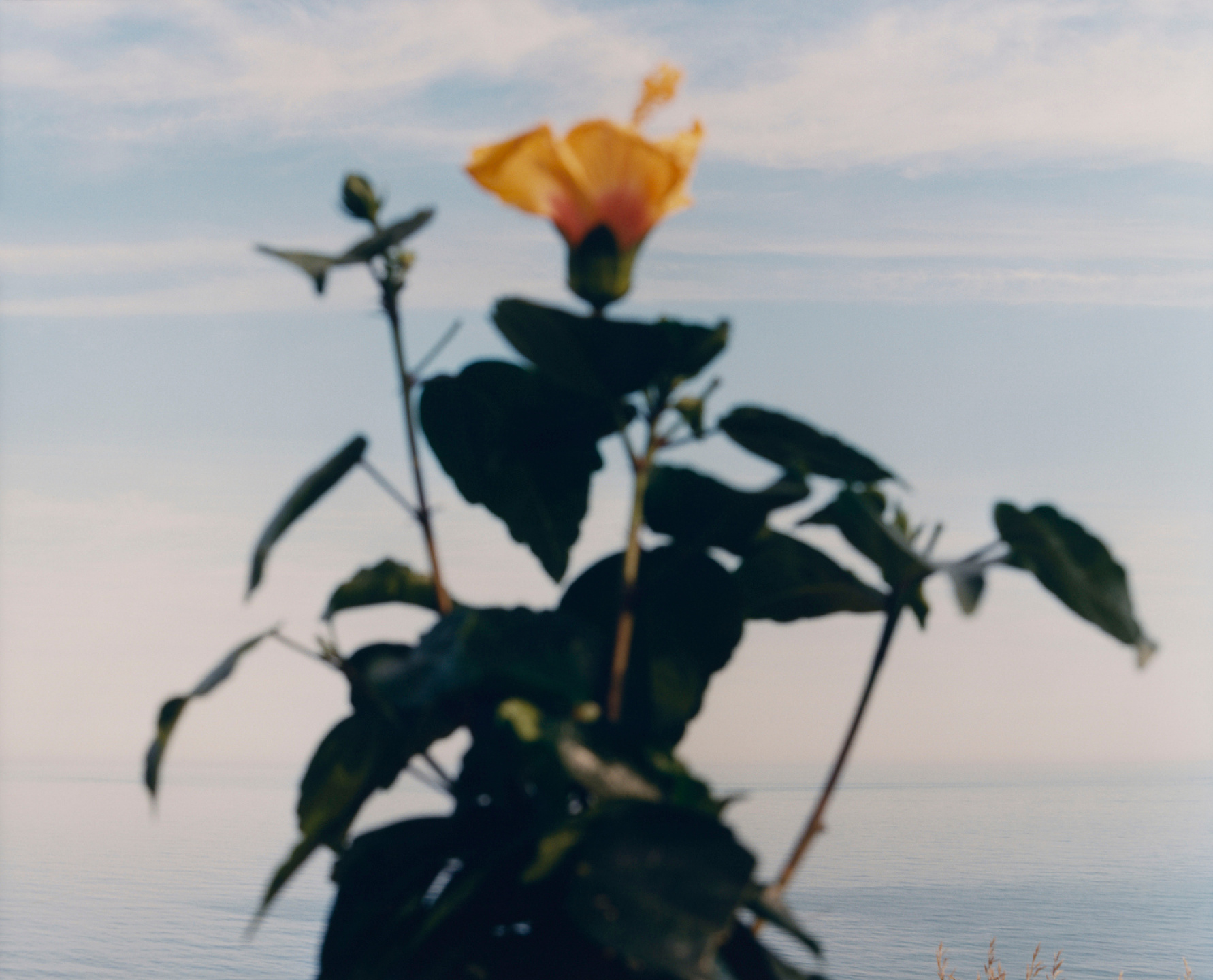 Samuel Bradley for Jo Malone London, Blossom