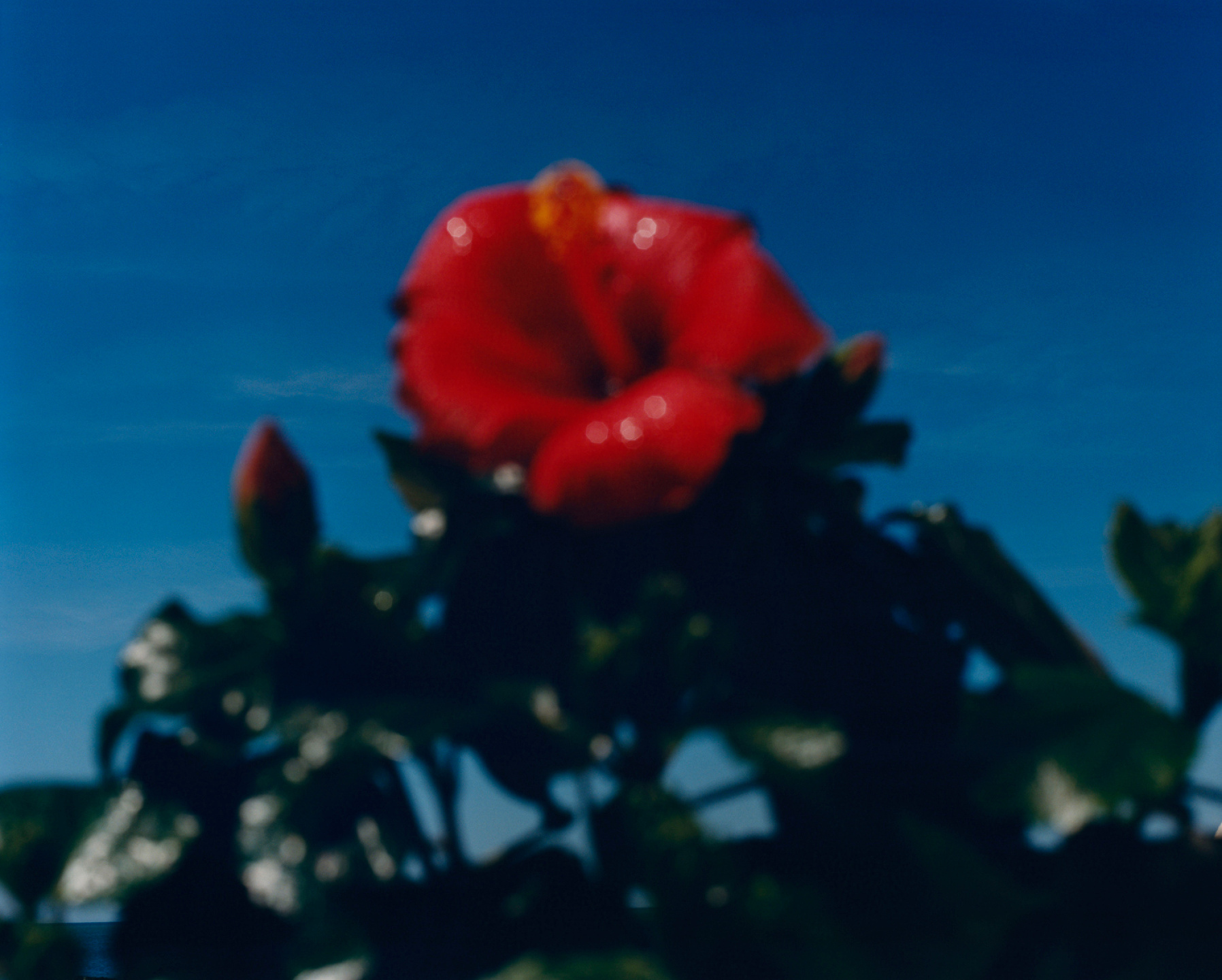 Samuel Bradley for Jo Malone London, Blossom