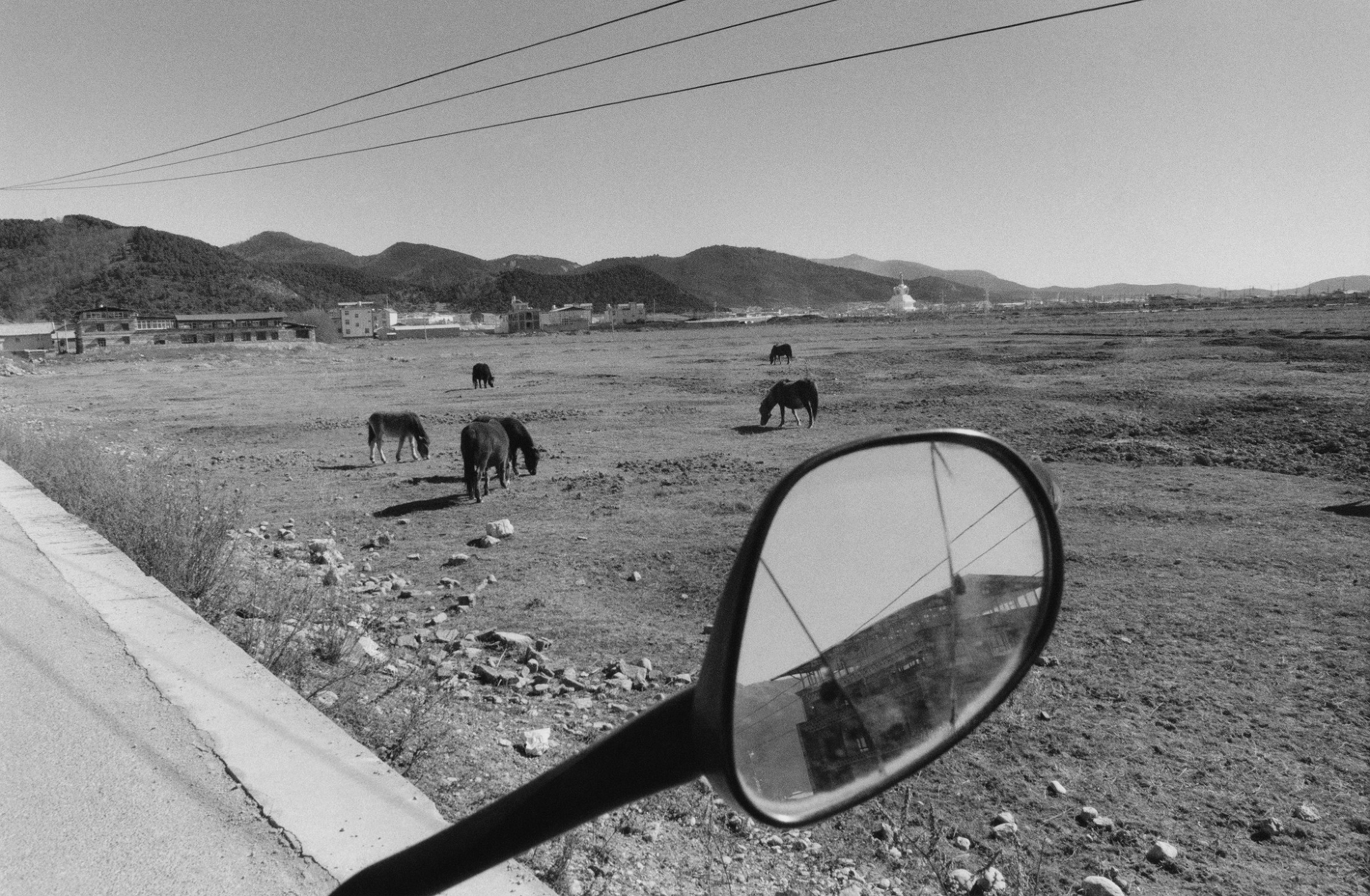 Samuel Bradley, Immortal Mushroom