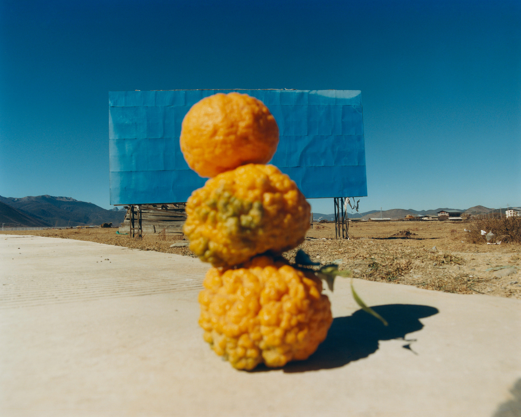 Samuel Bradley, Immortal Mushroom