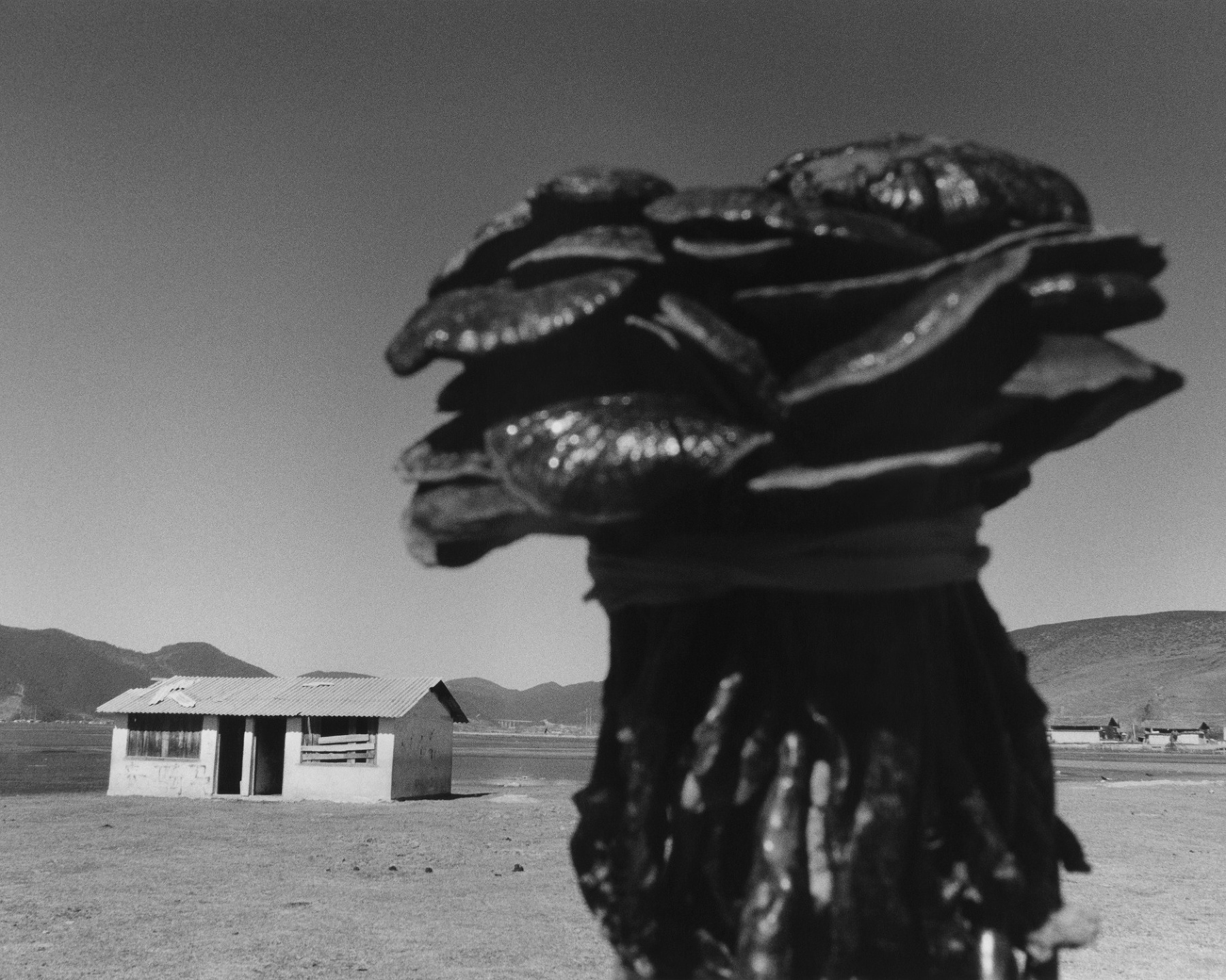 Samuel Bradley, Immortal Mushroom