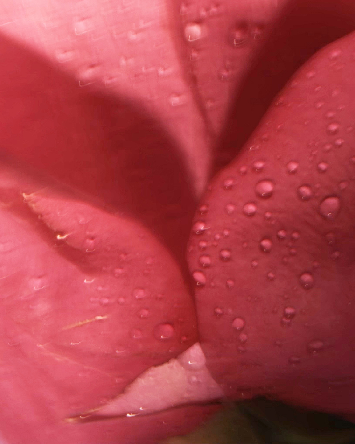 Qiu Yang for Glossier, Ultra Lip