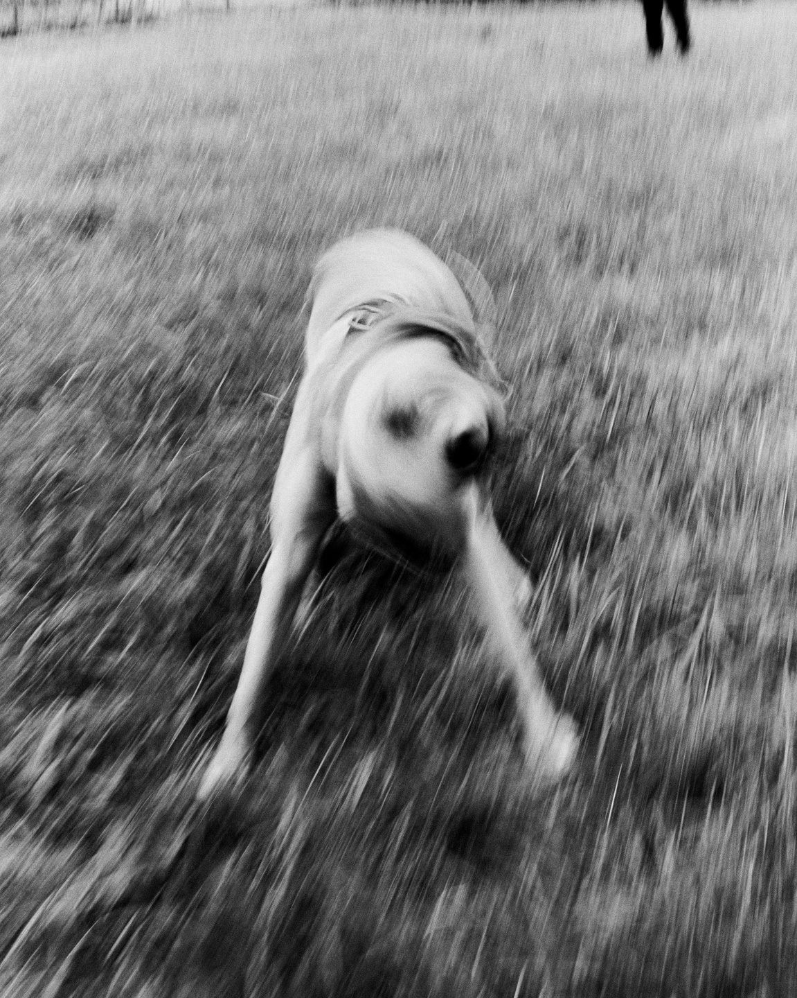 Samuel Bradley for Jordan Rakei, Flowers