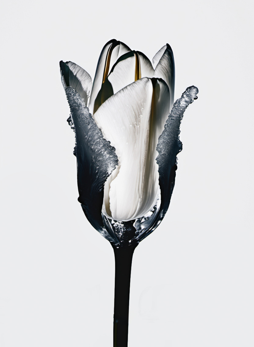 MCAS, Now Representing MCAS