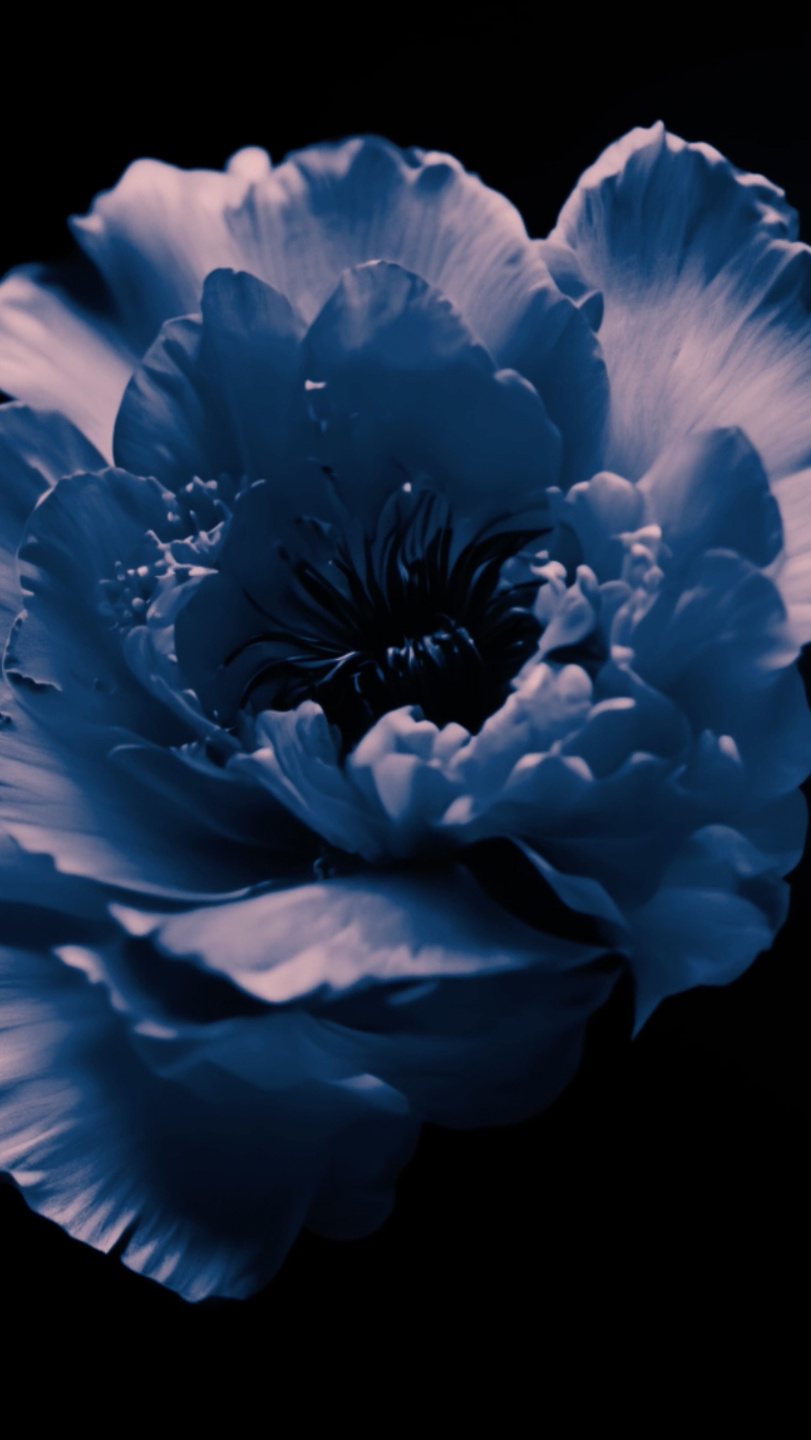 MCAS, The Flowers Lab