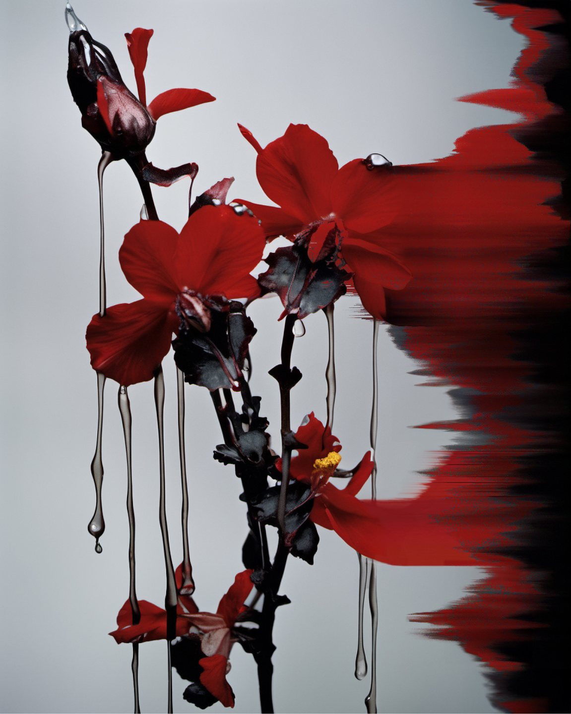 MCAS, Glitch Flowers