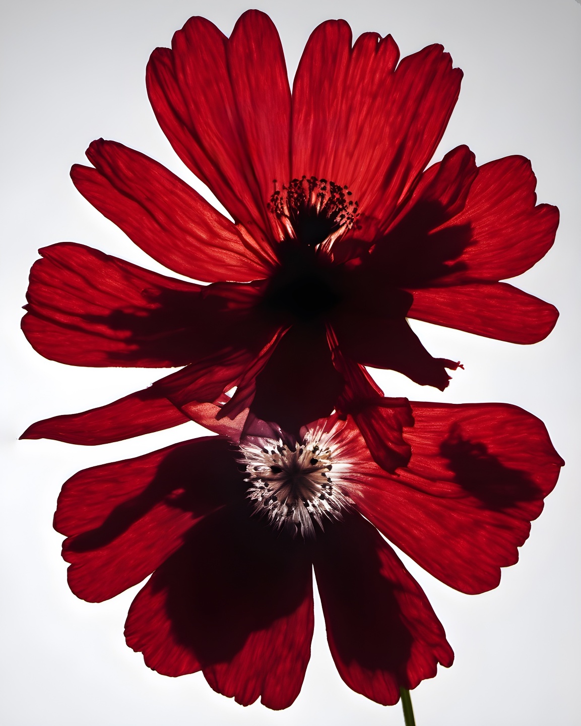 MCAS, Now Representing MCAS