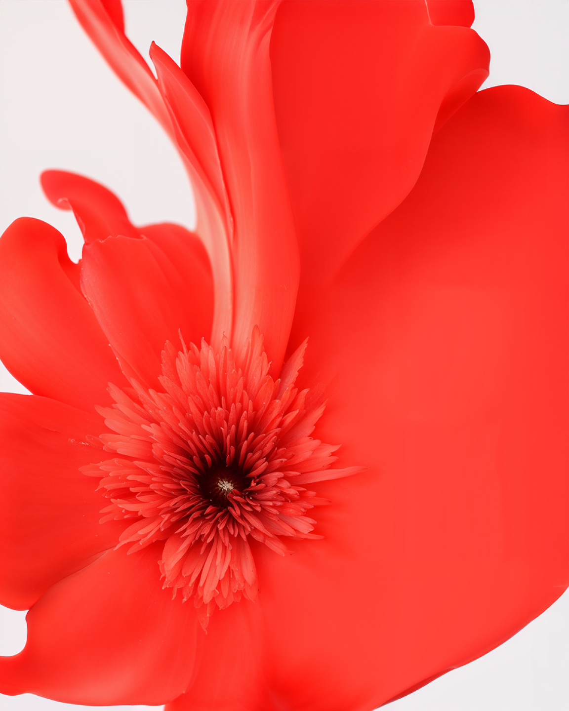 MCAS, Red Coral Flowers