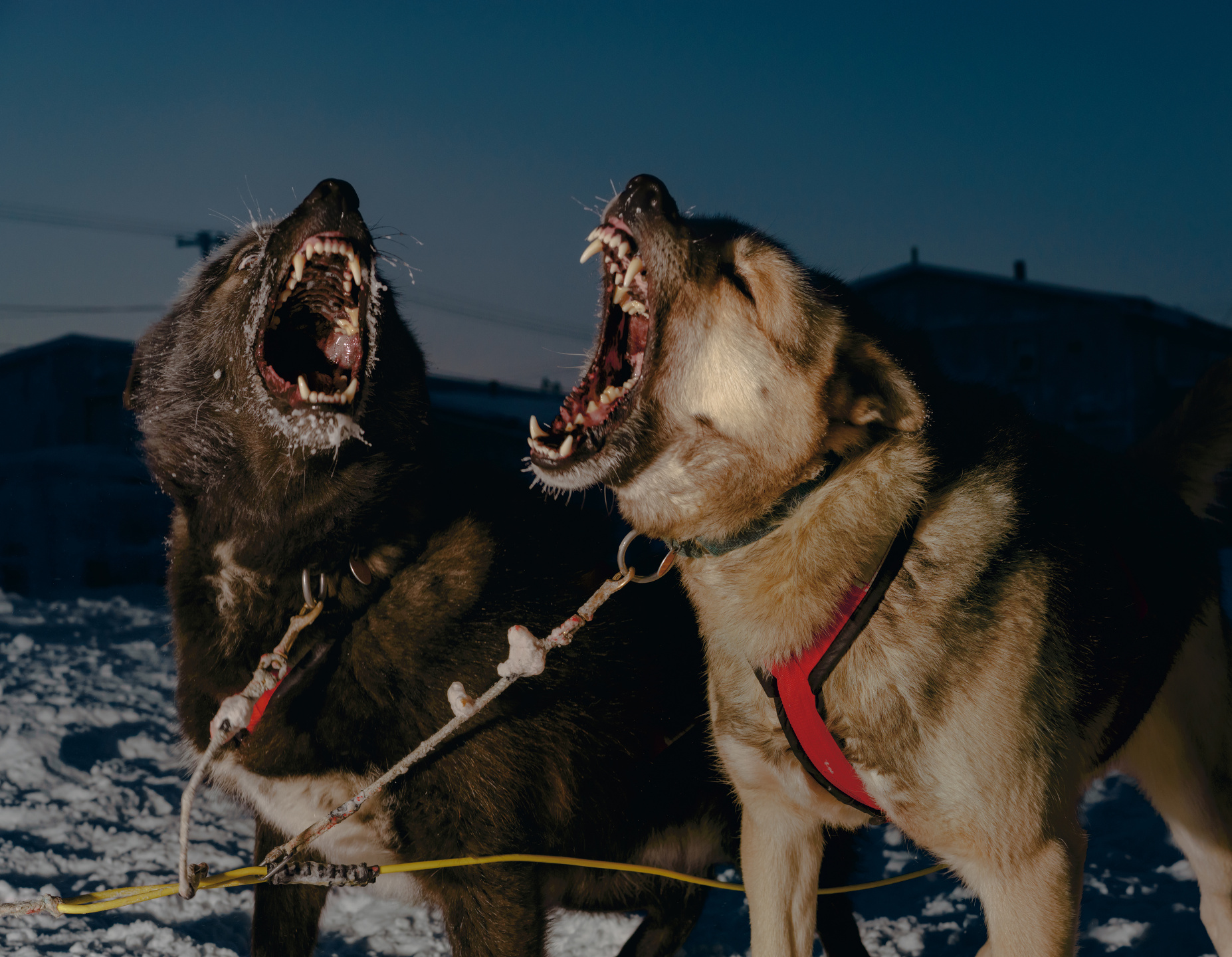 Mark Mahaney, Polar Night
