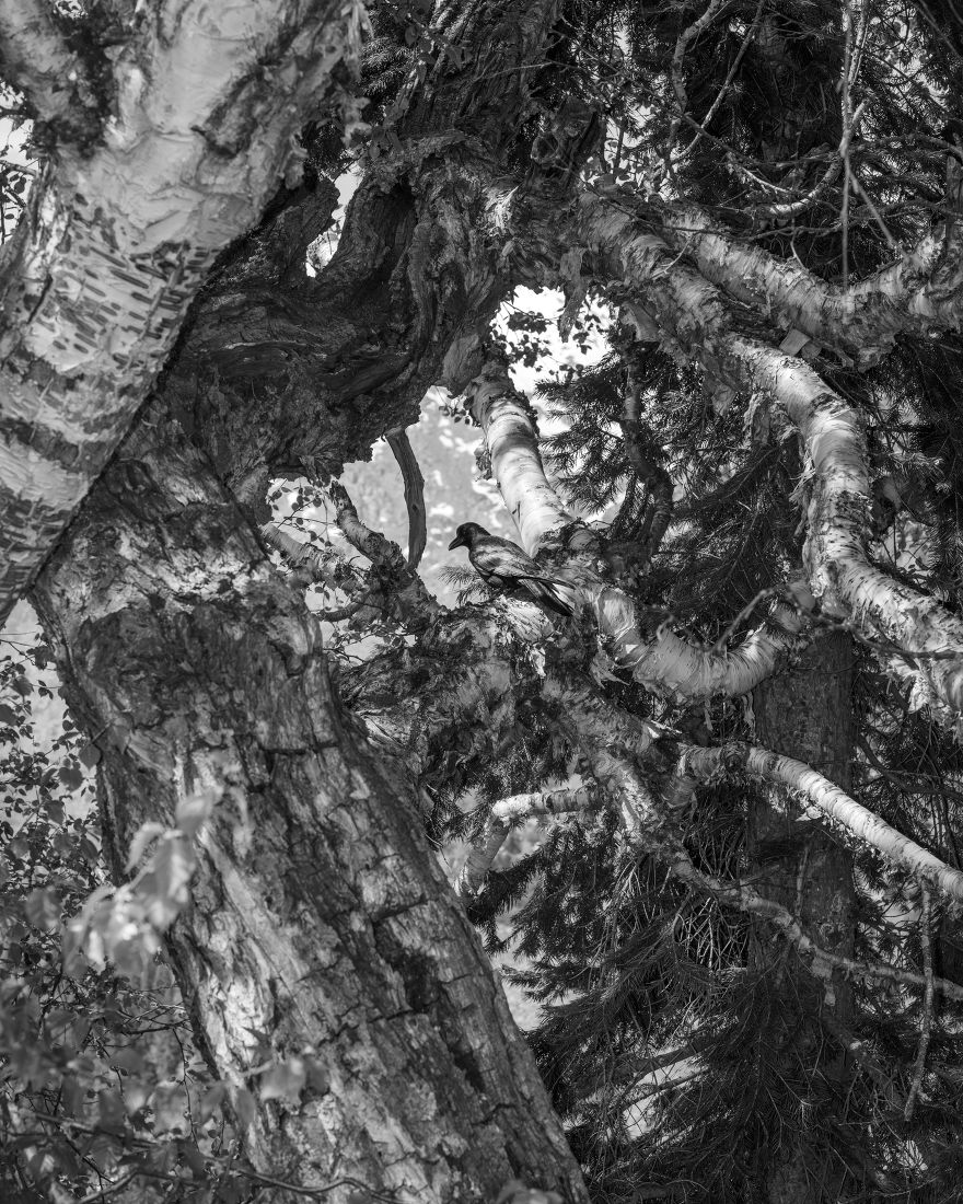Where The Flowers Still Grow