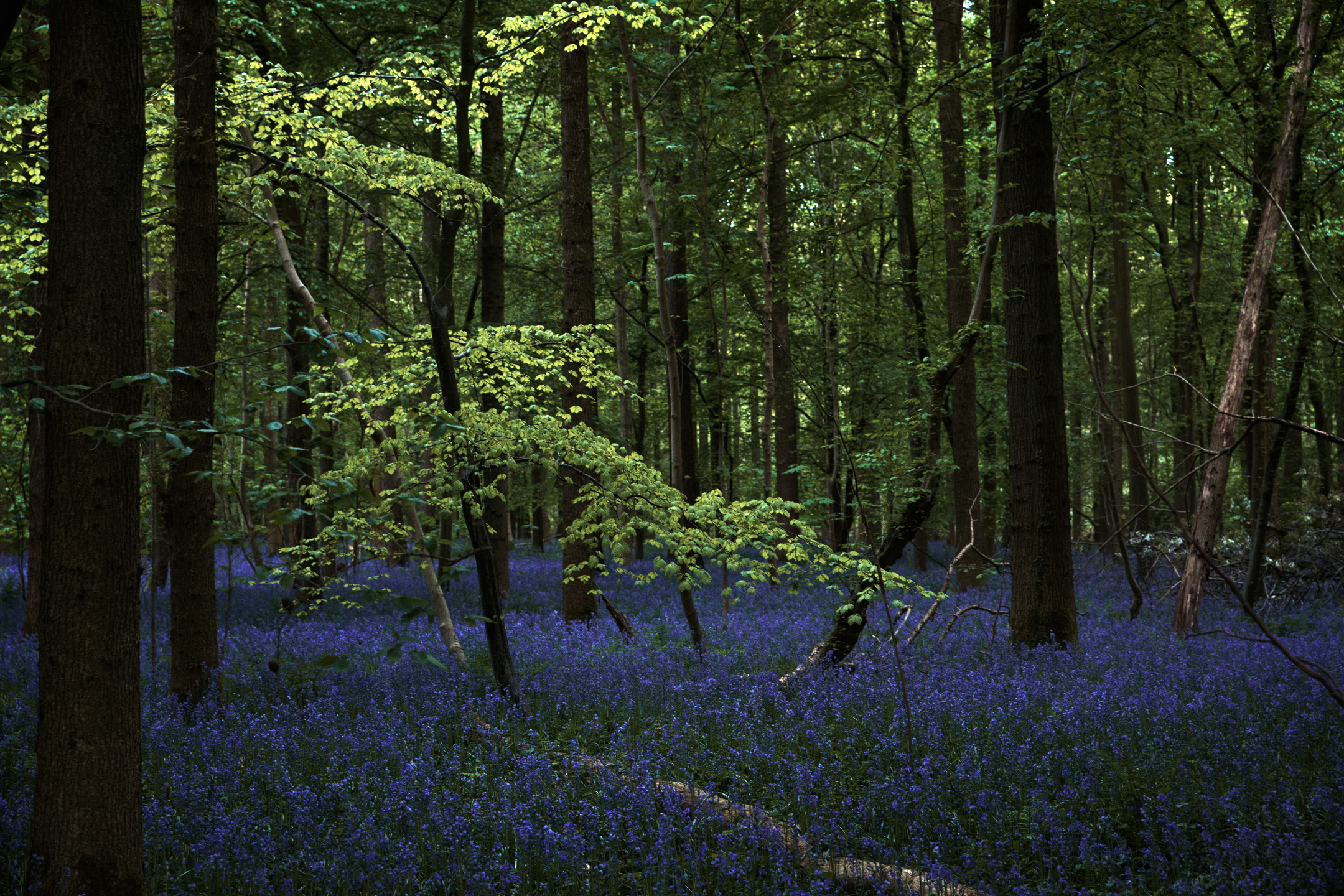 Bluebell Dreams