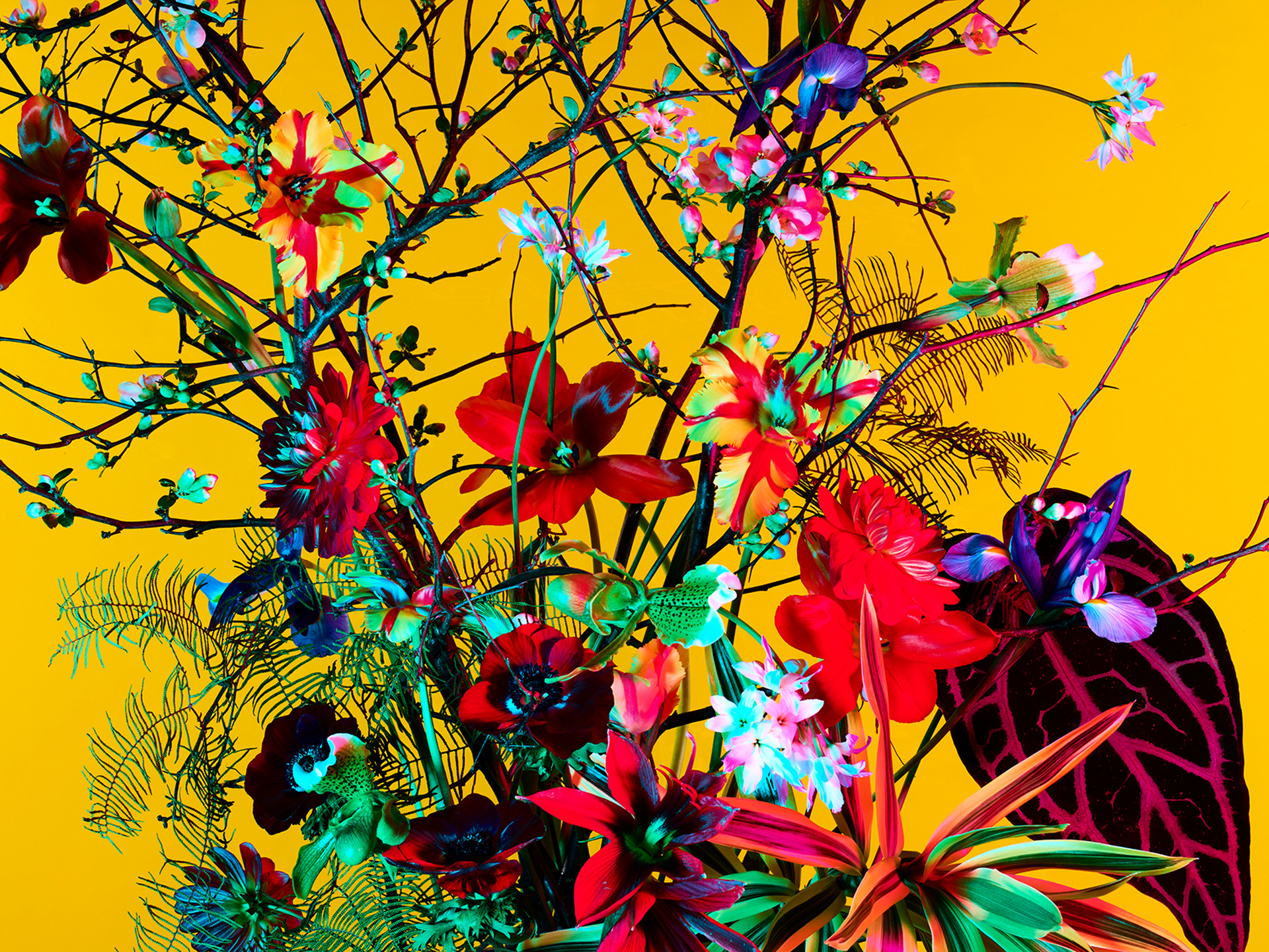 The Birds and the Bees