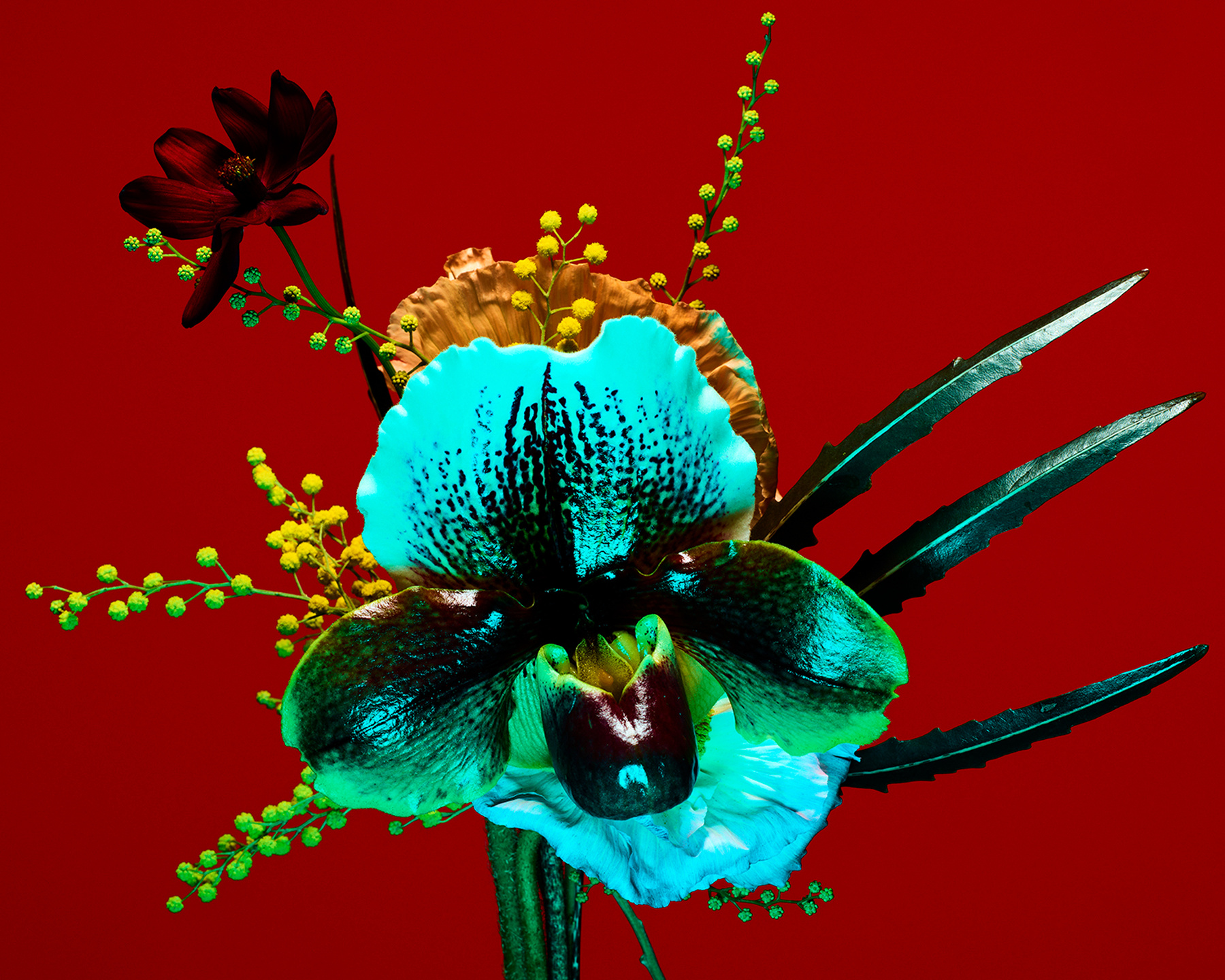 The Birds and the Bees