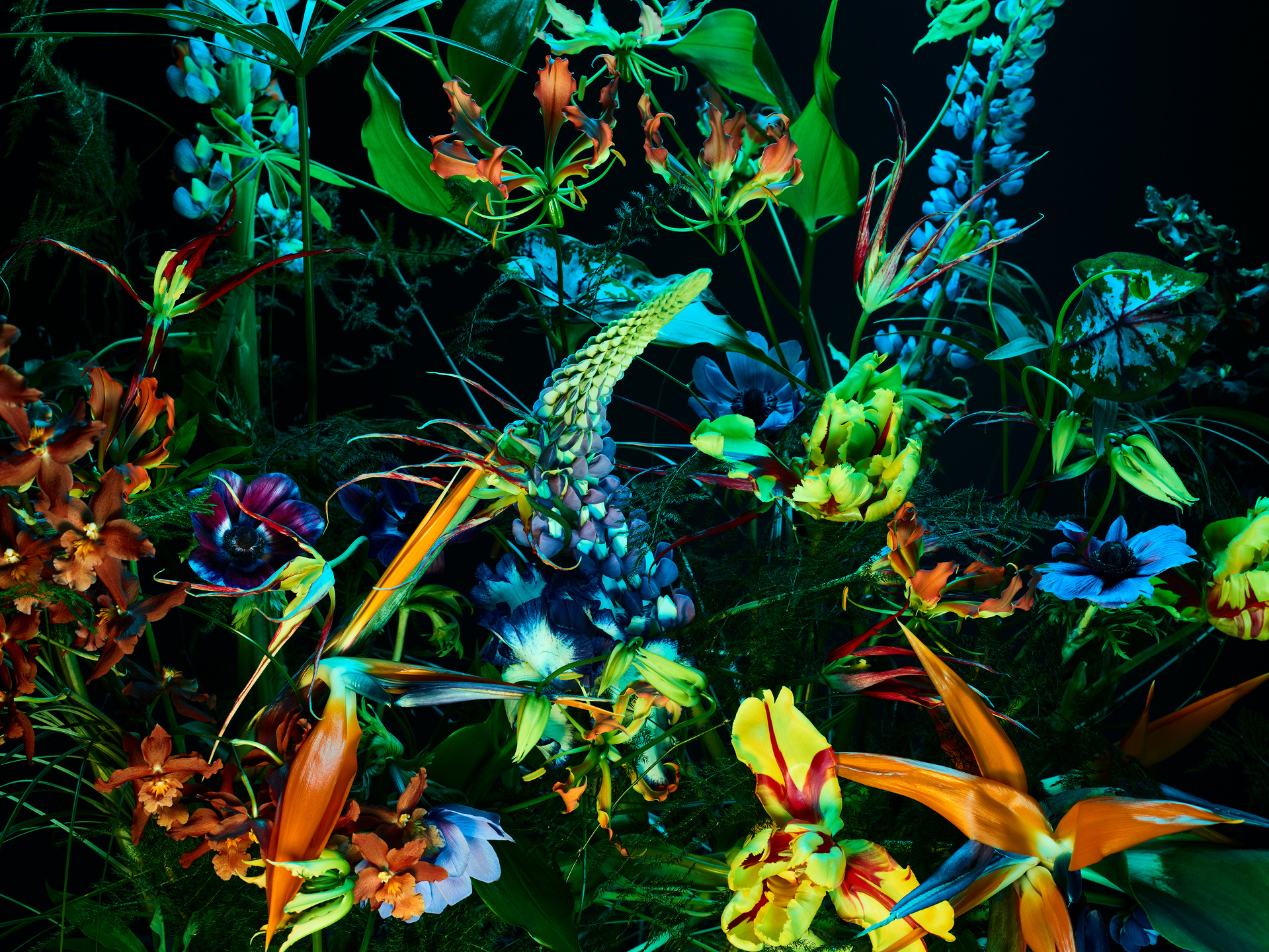 The Birds and the Bees