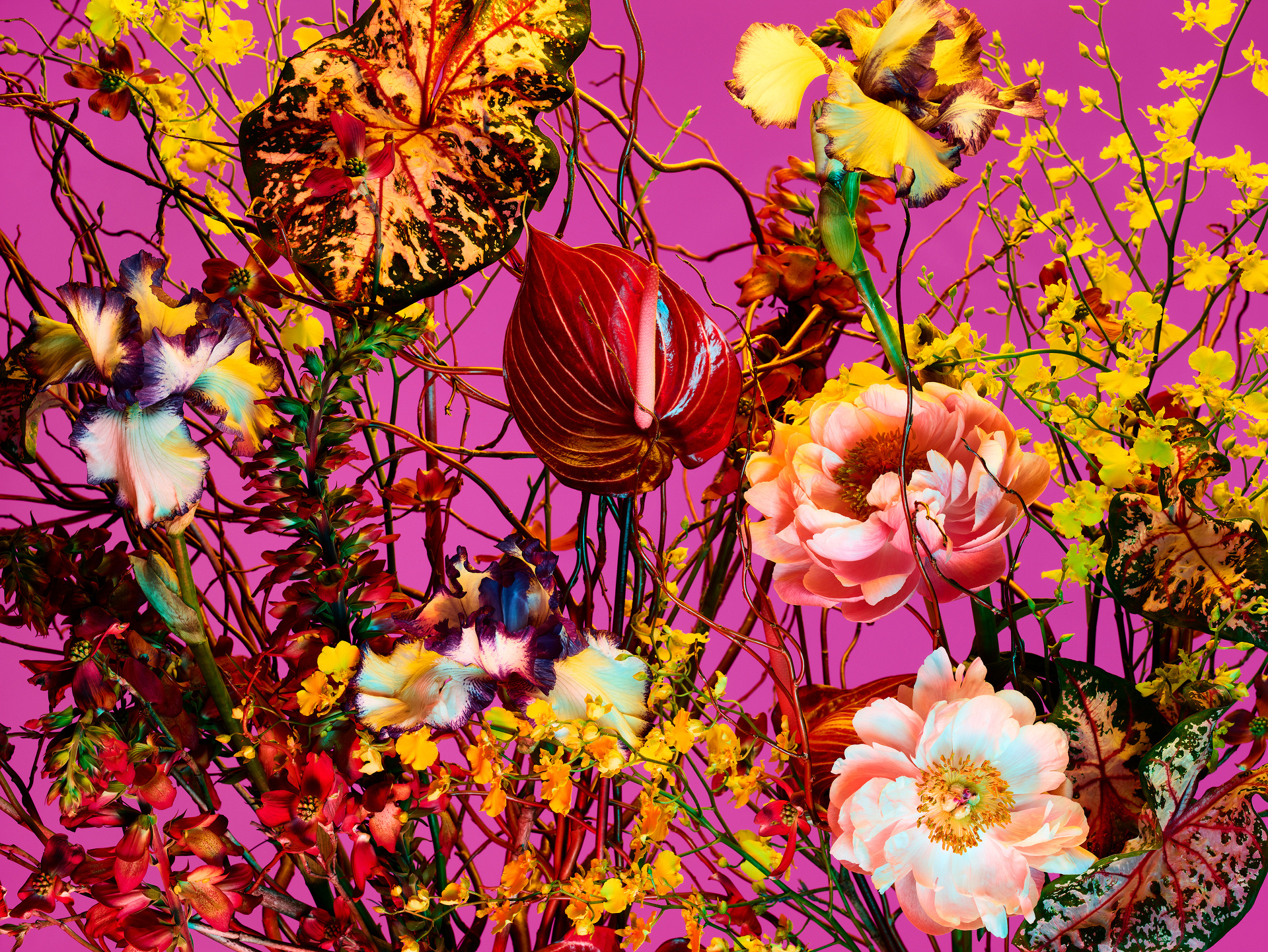 The Birds and the Bees