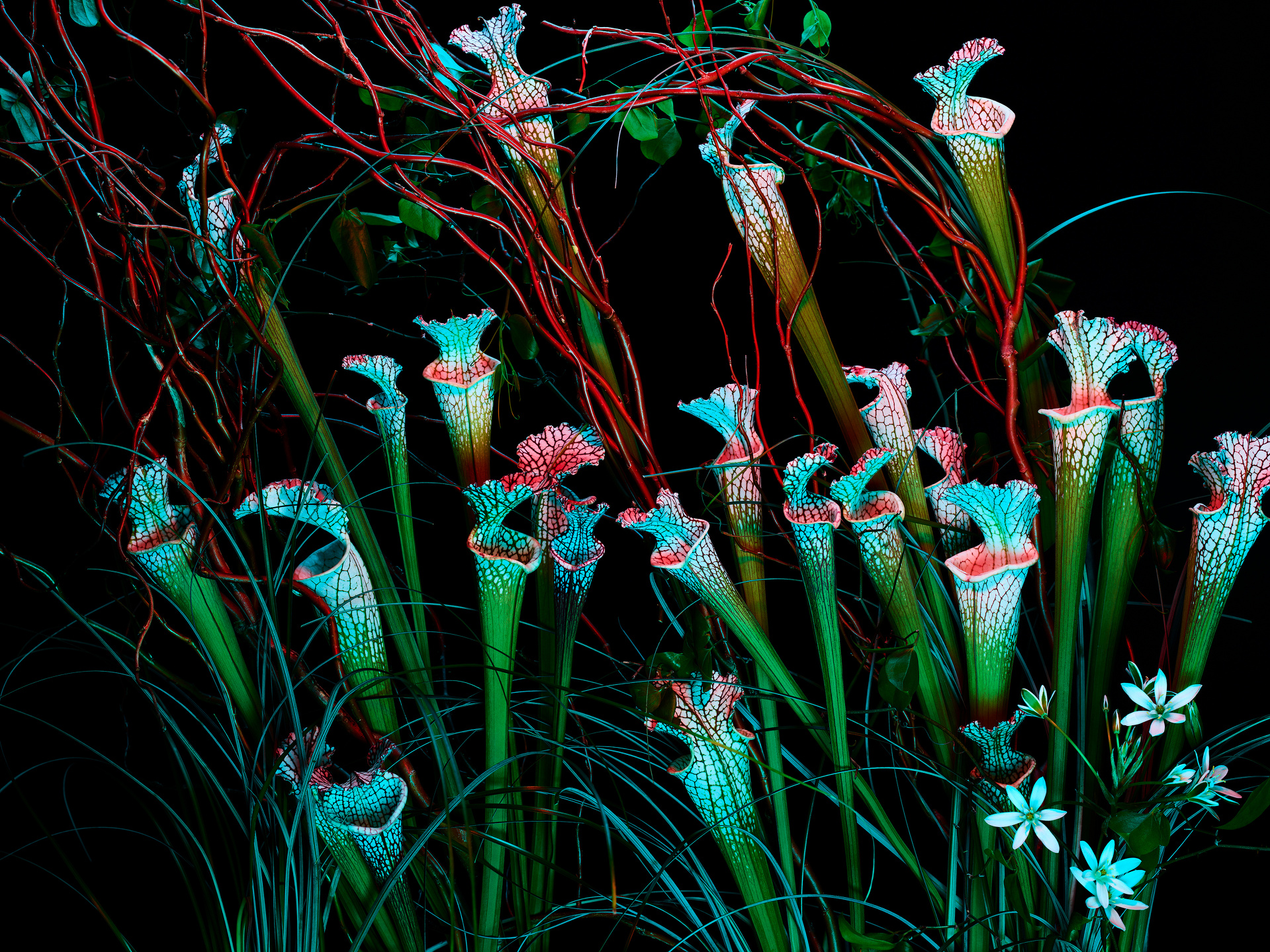 The Birds and the Bees