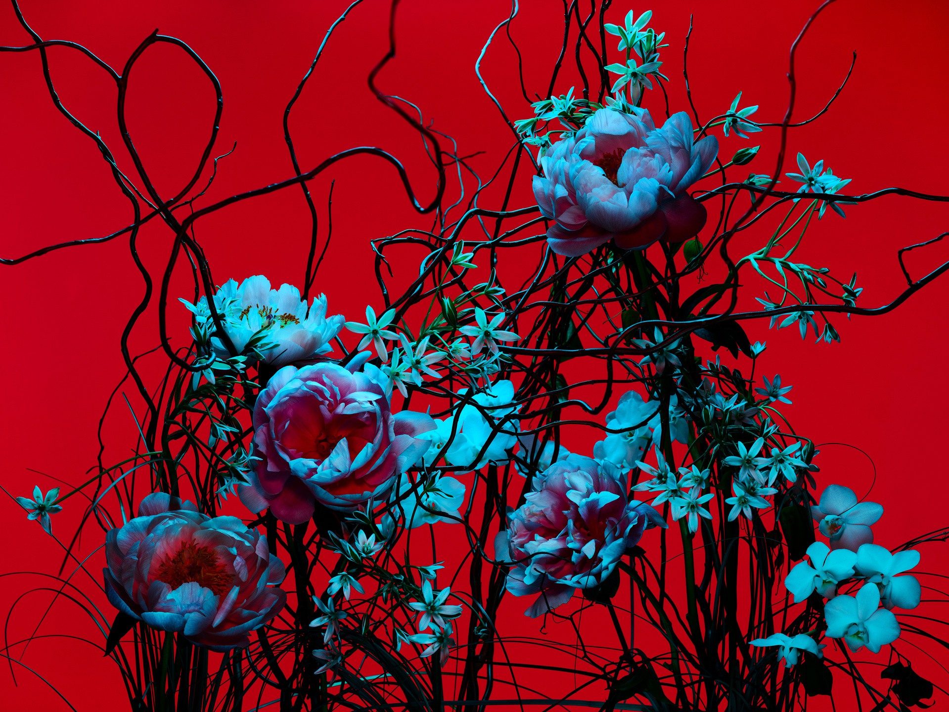 The Birds and the Bees