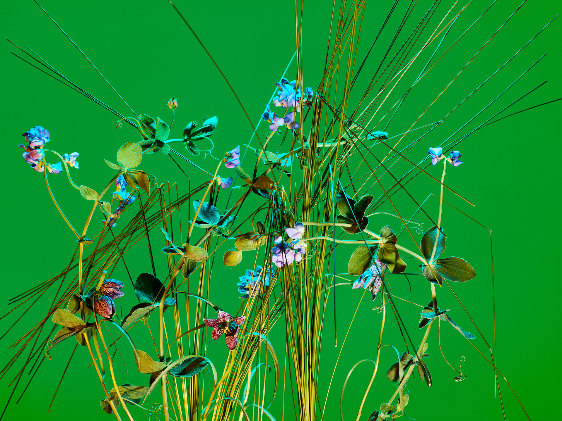 The Birds and the Bees