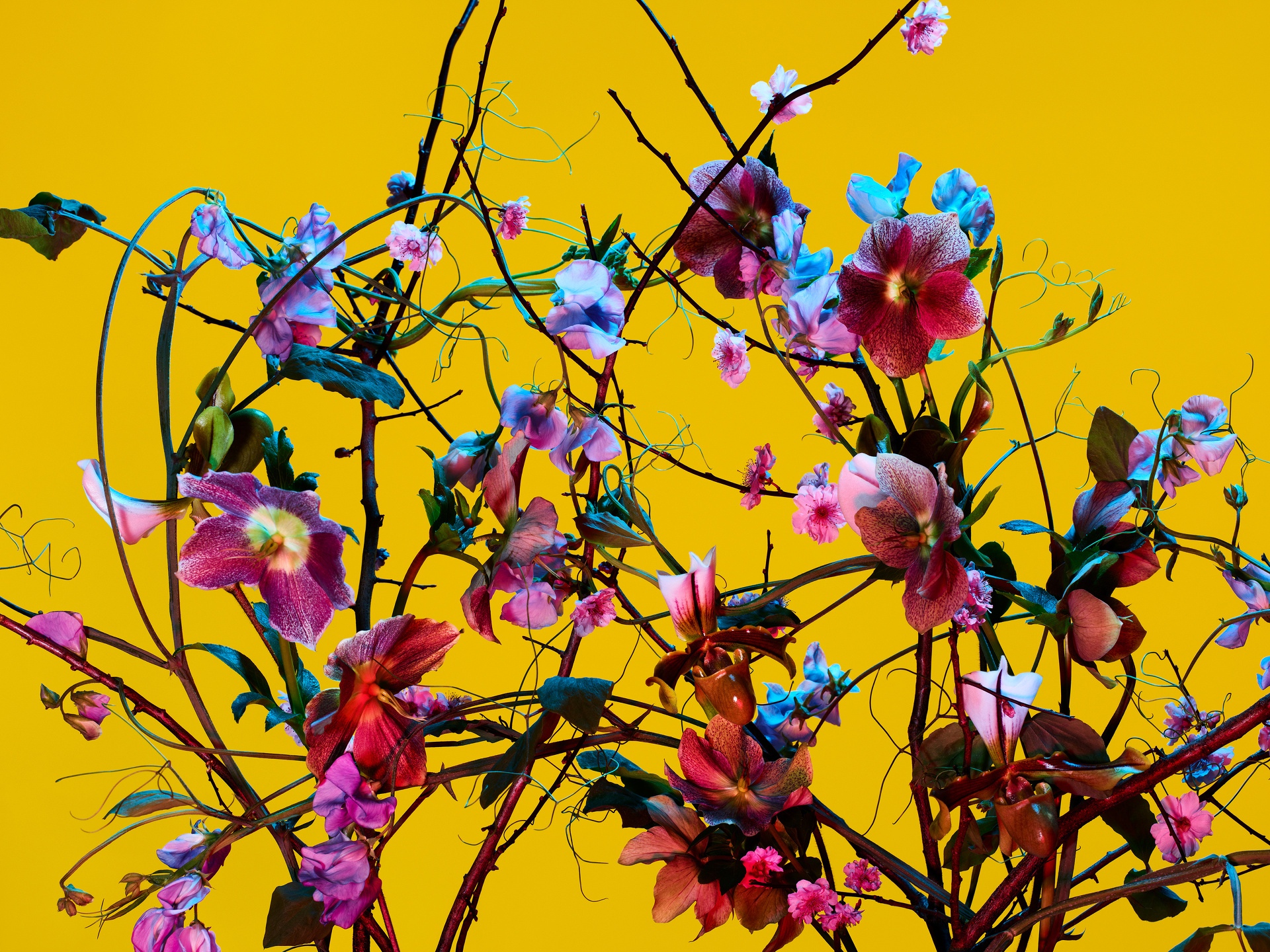 The Birds and the Bees