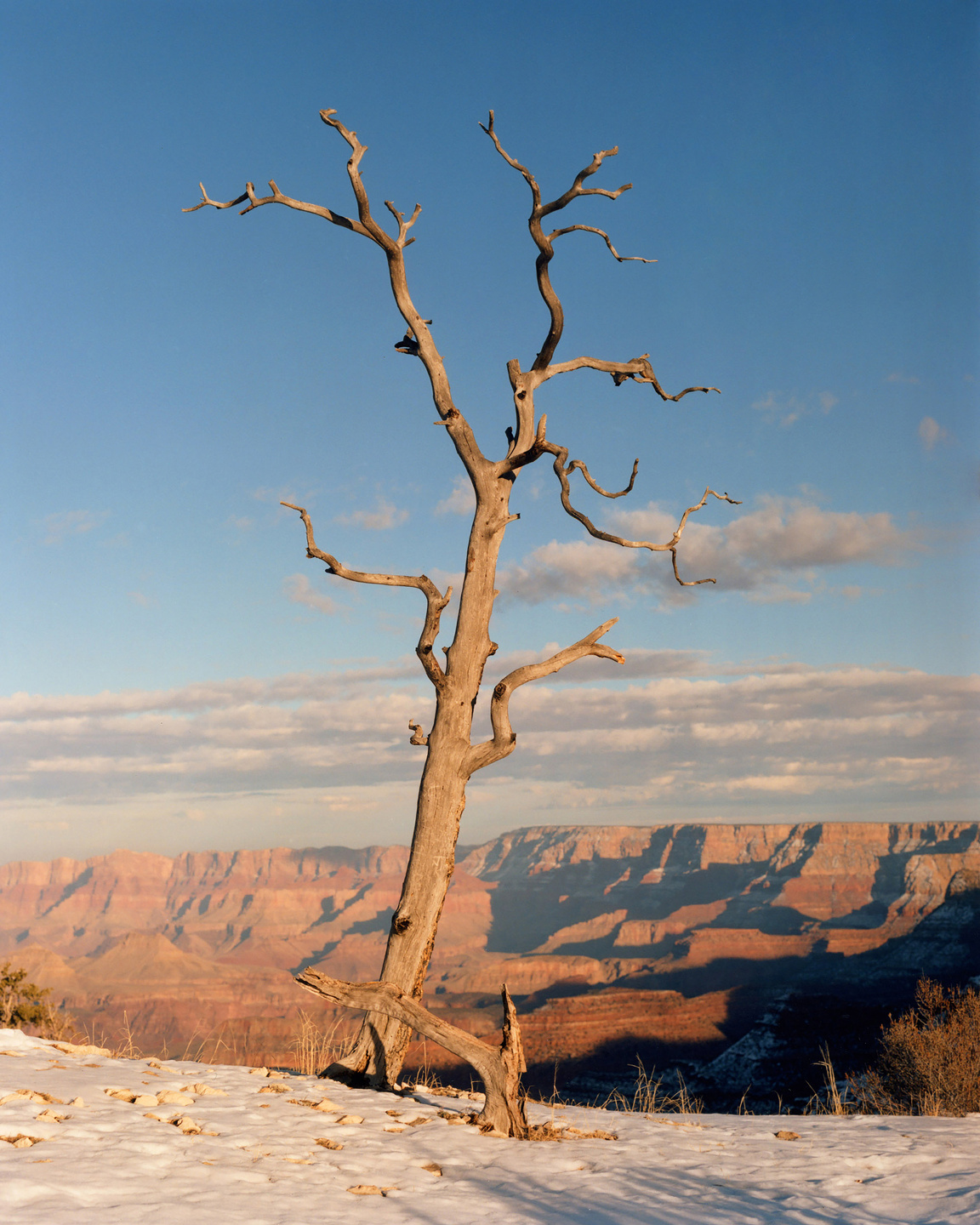 The Last Cowboy Project