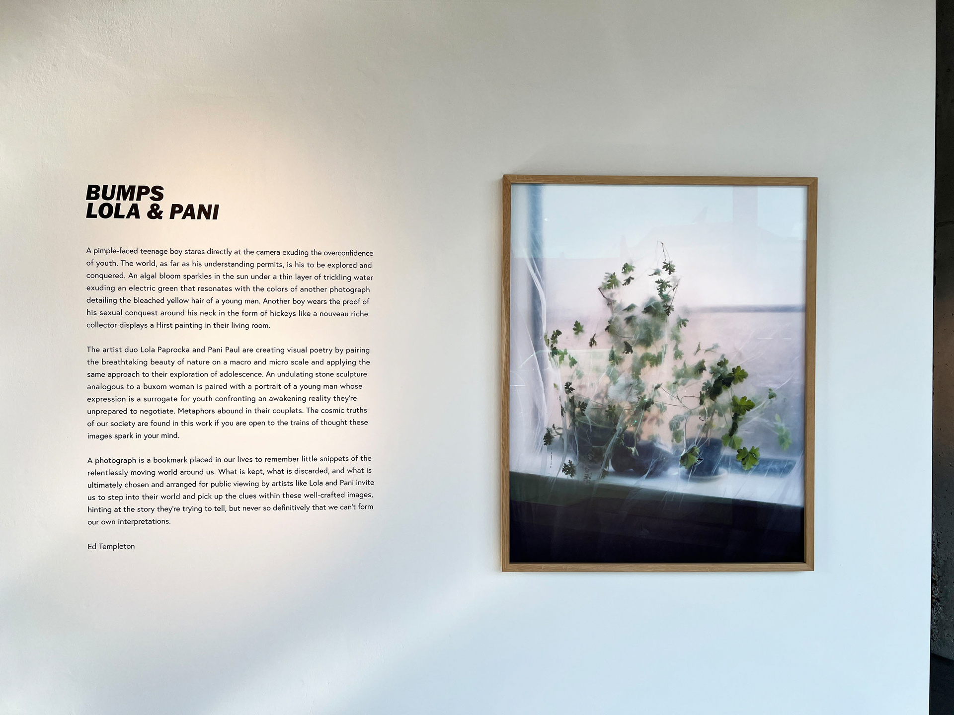 Bumps Book & Exhibition