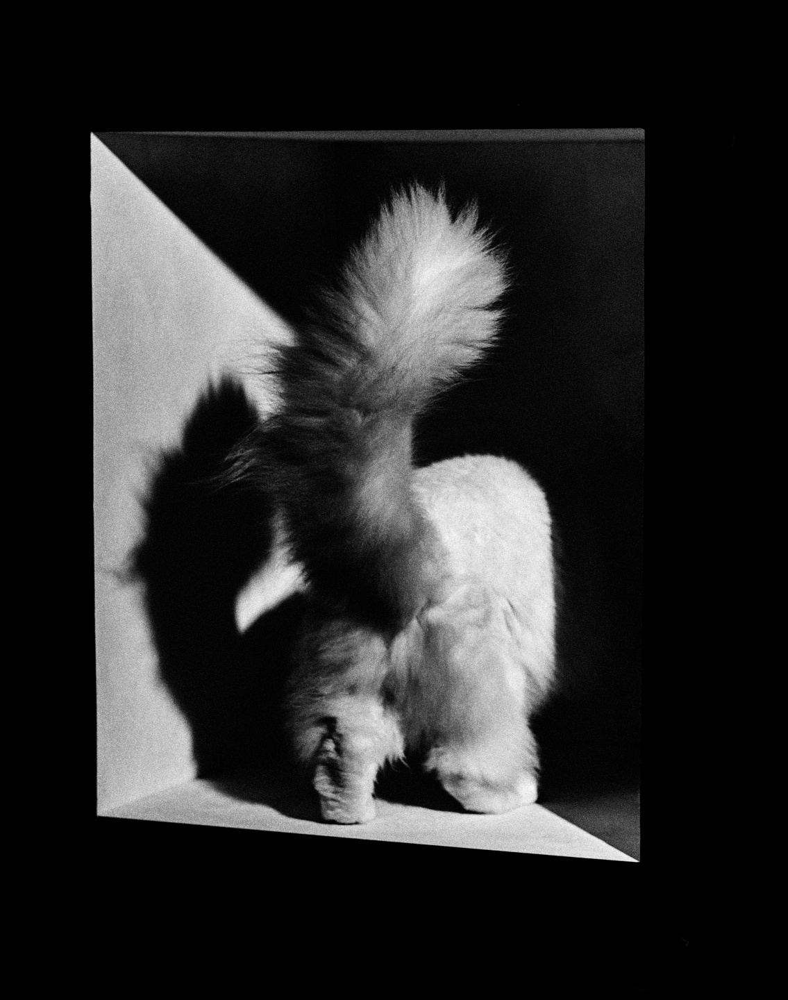 A is for Ant: short film, book and exhibition with Jack Davidson