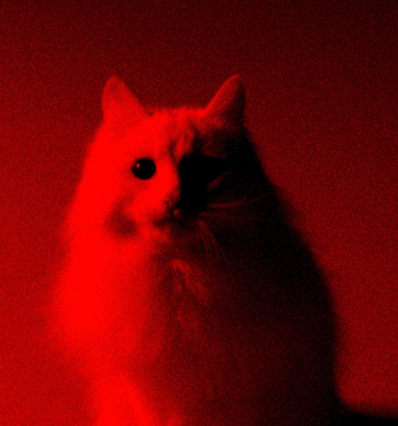 A is for Ant: short film, book and exhibition with Jack Davidson