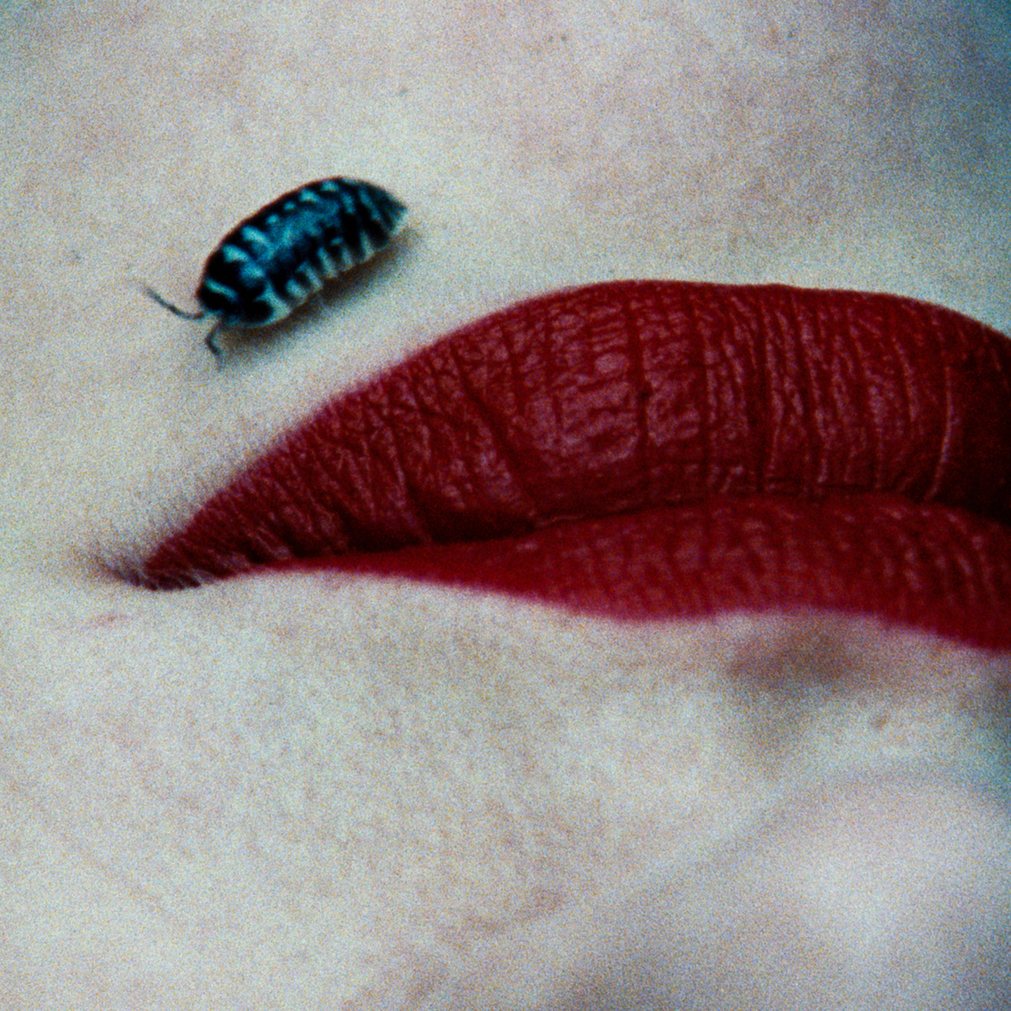 A is for Ant: short film, book and exhibition with Jack Davidson