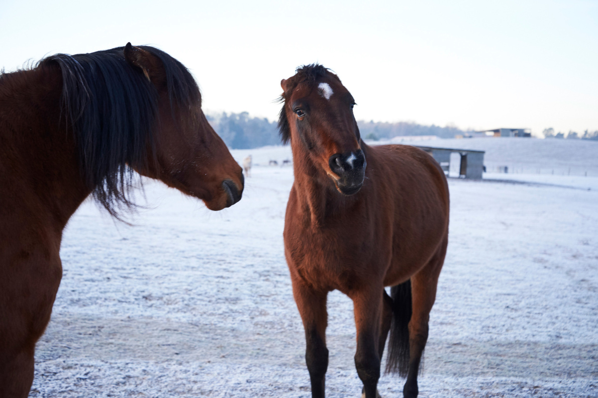 For the Love of Horses